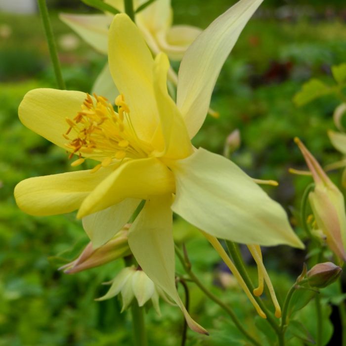 Akelei\u0020\u0028Aquilegia\u0029\u0020Spring\u0020Magic\u0020Yellow