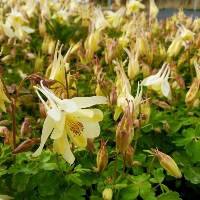 Akelei\u0020\u0028Aquilegia\u0029\u0020Spring\u0020Magic\u0020Yellow