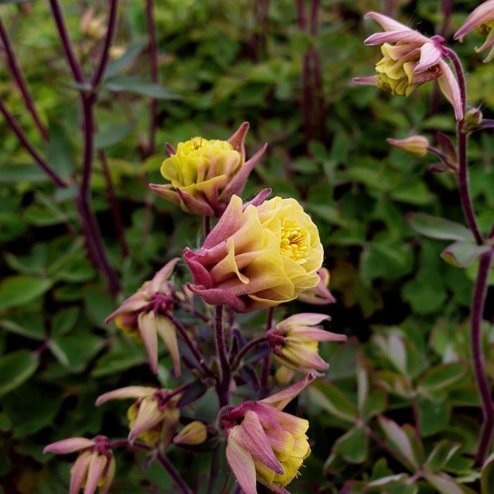 Akelei\u0020\u0028Aquilegia\u0020vulgaris\u0029\u0020WINKY\u0020Double\u0020Rose\u0020\u0026\u0020White