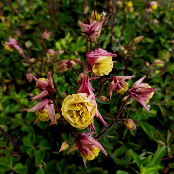 Akelei\u0020\u0028Aquilegia\u0020vulgaris\u0029\u0020WINKY\u0020Double\u0020Rose\u0020\u0026\u0020White