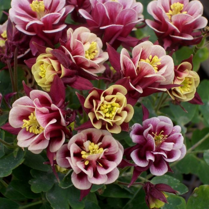 Akelei\u0020\u0028Aquilegia\u0020vulgaris\u0029\u0020WINKY\u0020Red\u002DWhite\u0020double