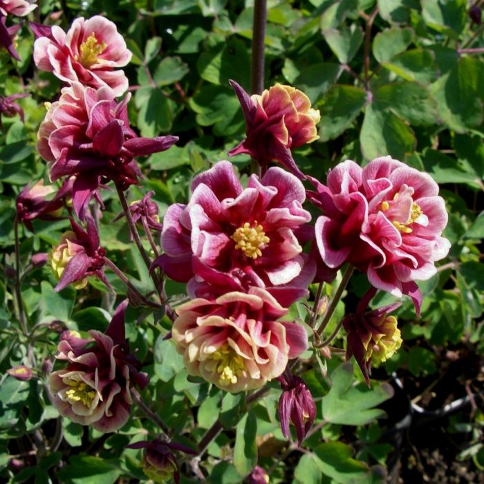 Akelei\u0020\u0028Aquilegia\u0020vulgaris\u0029\u0020WINKY\u0020Red\u002DWhite\u0020double