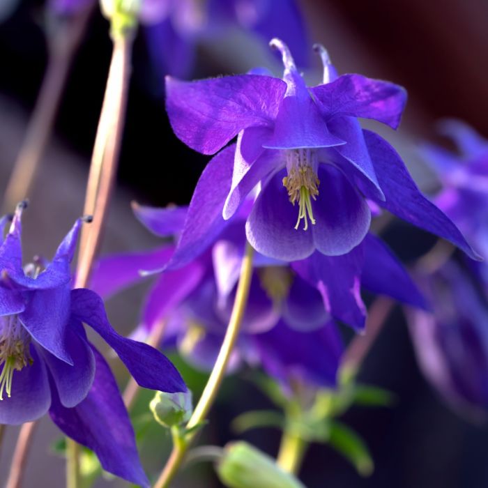 Gemeine\u0020Akelei\u0020\u0028Aquilegia\u0020vulgaris\u0029