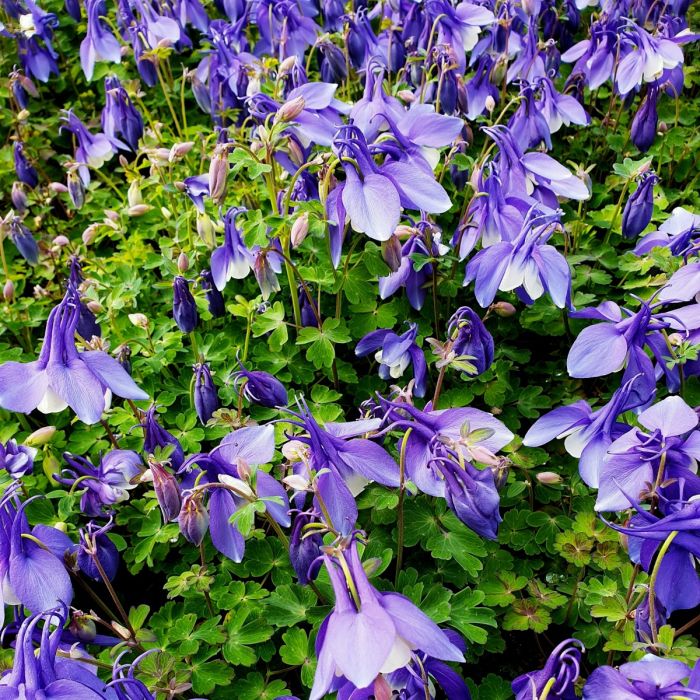 Akelei\u0020\u0028Aquilegia\u0020x\u0020caerulea\u0029\u0020SPRING\u0020MAGIC\u0020Blue\u0020White