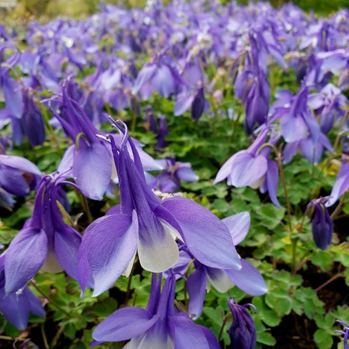 Akelei\u0020\u0028Aquilegia\u0020x\u0020caerulea\u0029\u0020SPRING\u0020MAGIC\u0020Blue\u0020White