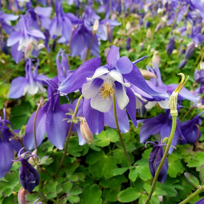 Akelei\u0020\u0028Aquilegia\u0020x\u0020caerulea\u0029\u0020SPRING\u0020MAGIC\u0020Blue\u0020White