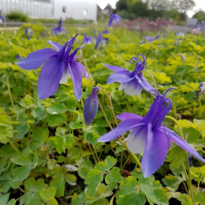 Akelei\u0020\u0028Aquilegia\u0020x\u0020caerulea\u0029\u0020SPRING\u0020MAGIC\u0020Blue\u0020White