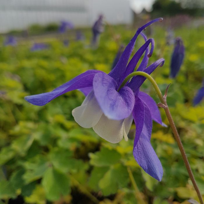 Akelei\u0020\u0028Aquilegia\u0020x\u0020caerulea\u0029\u0020SPRING\u0020MAGIC\u0020Blue\u0020White