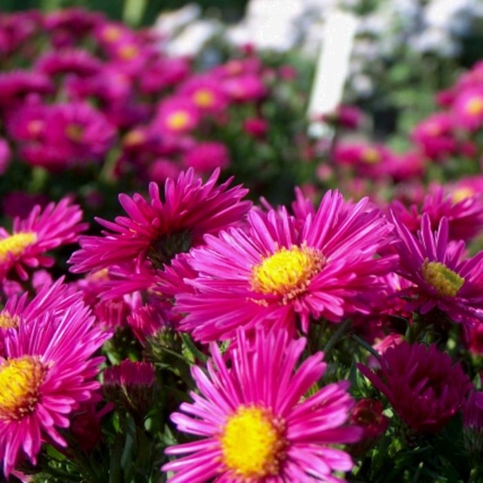Kissenaster\u0020\u0028Aster\u0020dumosus\u0029\u0020Jenny