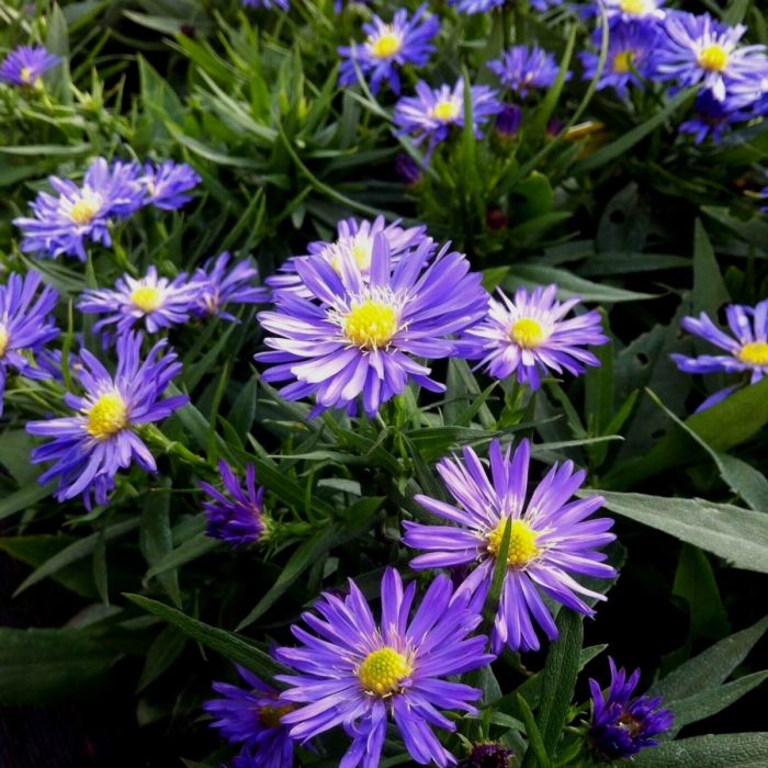 Kissen-Aster dumosis Mittelmeer | Lichtnelke Pflanzenversand