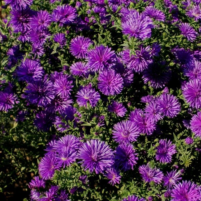 Herbstaster\u0020\u0028Aster\u0020novae\u002Dangliae\u0029\u0020Grape\u0020Crush