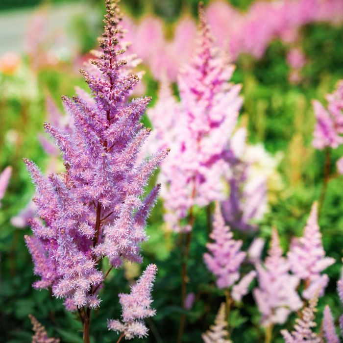Prachtspiere (Astilbe) Luna