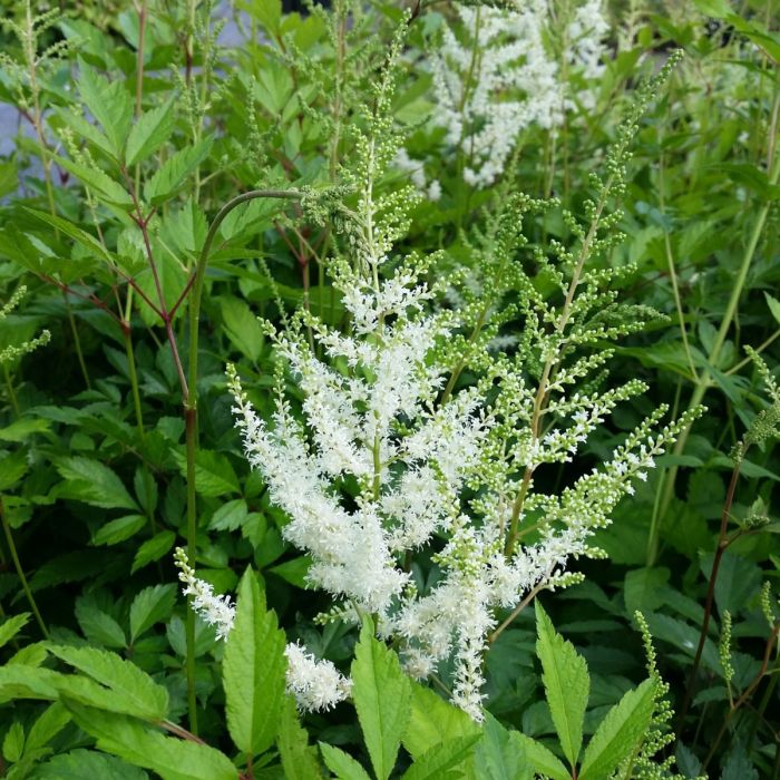 Hohe\u0020Prachtspiere\u0020\u0028Astilbe\u0020arendsii\u0029\u0020Brautschleier\u00A0