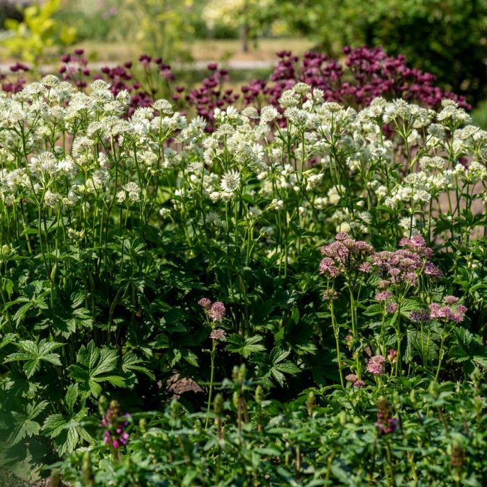 Gro\u00DFe\u0020Sterndolde\u0020\u0028Astrantia\u0029\u0020Astra\u0020White