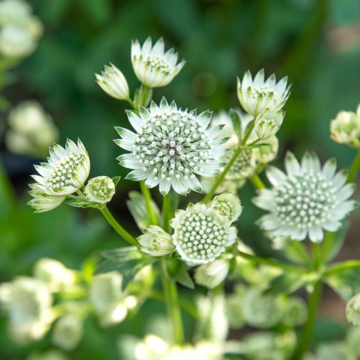 Gro\u00DFe\u0020Sterndolde\u0020\u0028Astrantia\u0029\u0020Astra\u0020White