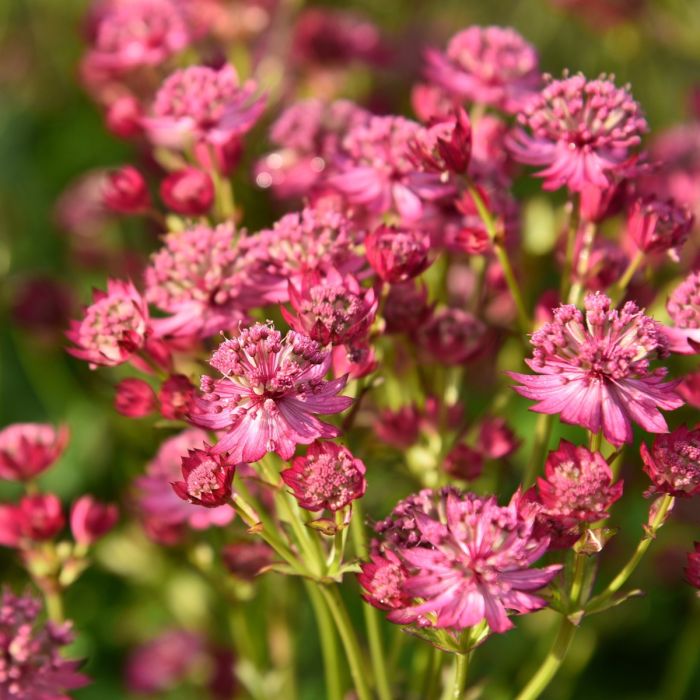 Gro\u00DFe\u0020Sterndolde\u0020\u0028Astrantia\u0020major\u0029\u0020Cerise\u0020Button