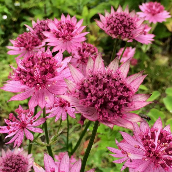 Gro\u00DFe\u0020Sterndolde\u0020\u0028Astrantia\u0020major\u0029\u0020Roma