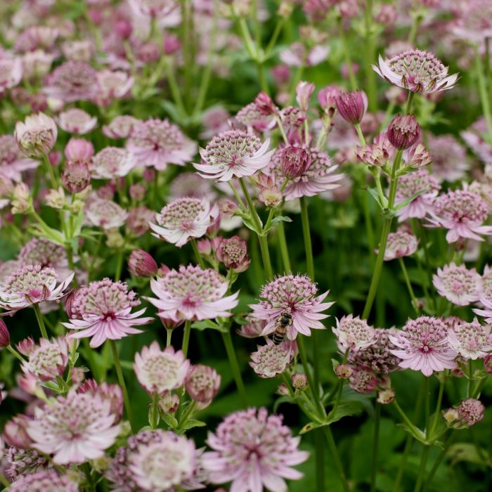 Gro\u00DFe\u0020Sterndolde\u0020\u0028Astrantia\u0020major\u0029\u0020Pink\u0020Button