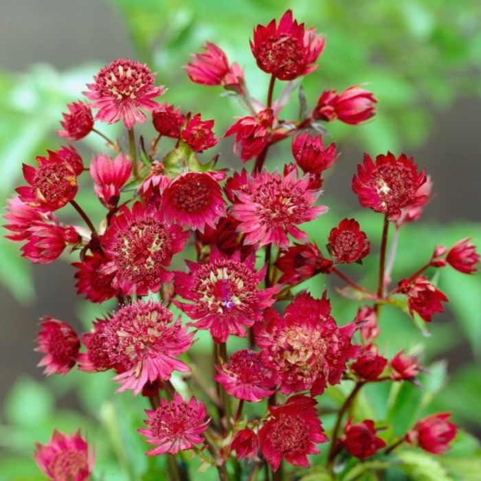 Gro\u00DFe\u0020Sterndolde\u0020\u0028Astrantia\u0020major\u0029\u0020Ruby\u0020Wedding