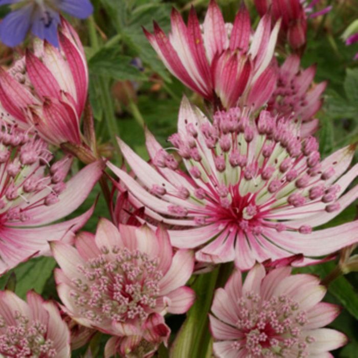 Gro\u00DFe\u0020Sterndolde\u0020\u0028Astrantia\u0020major\u0029\u0020Pink\u0020Sparkling\u0020Stars