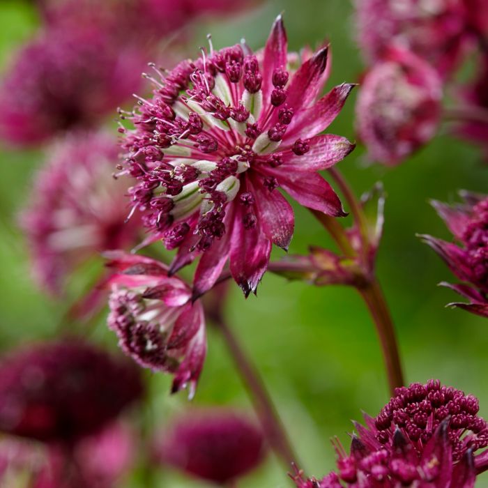 Gro\u00DFe\u0020Sterndolde\u0020\u0028Astrantia\u0020major\u0029\u0020Burgundy\u0020Manor