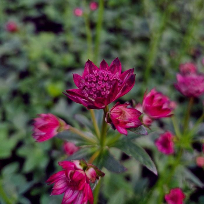 Gro\u00DFe\u0020Sterndolde\u0020\u0028Astrantia\u0020major\u0029\u0020Ruby\u0020Wedding
