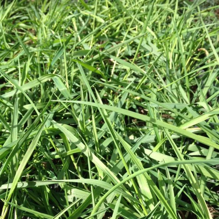 H\u00E4ngender\u0020Bambus\u0020\u0028Bamboo\u0029\u0020Green\u0020Twist