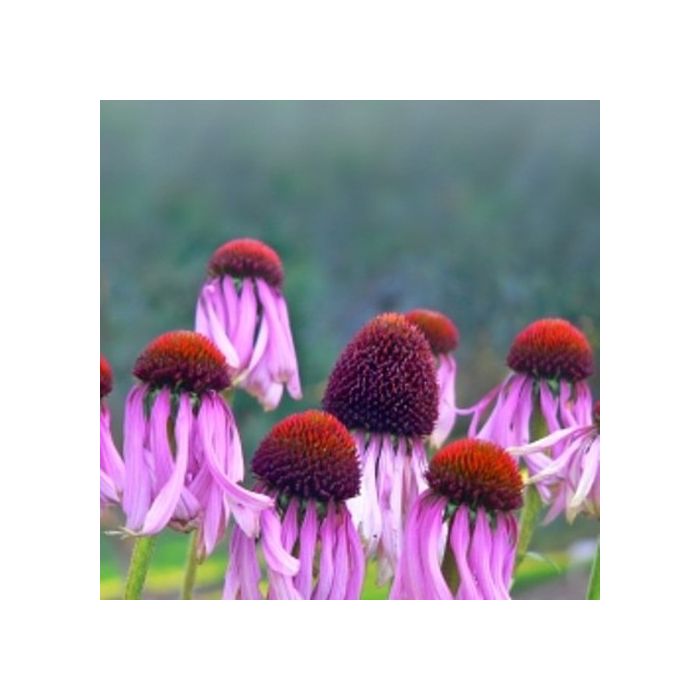 Blassbl\u00FCtiger\u0020Sonnenhut\u0020\u0028Echinacea\u0020pallida\u0029\u0020