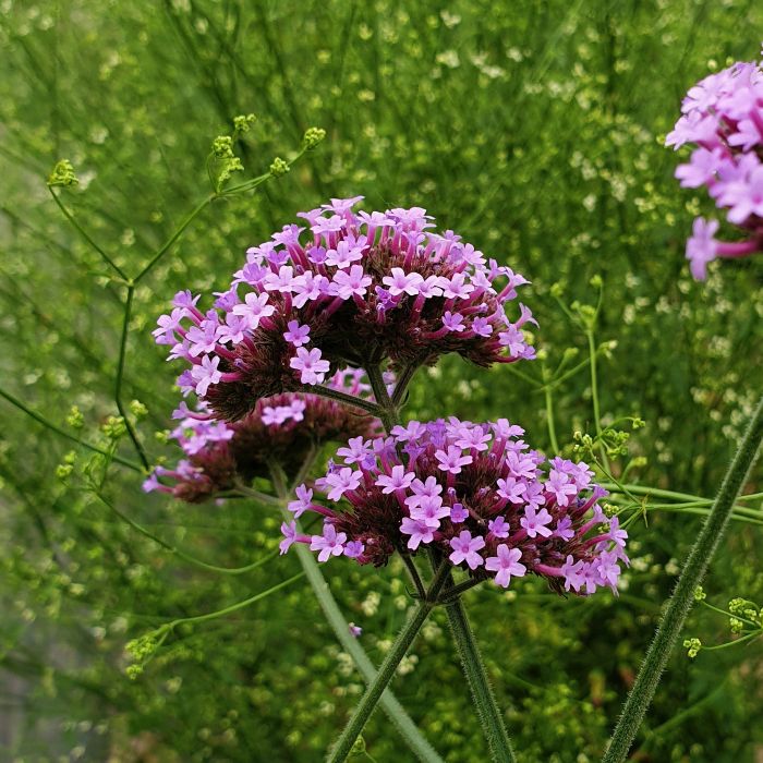 Patagonisches\u0020Eisenkraut\u0020\u0028Verbena\u0020bonariensis\u0029\u0020Violet\u0020Blue