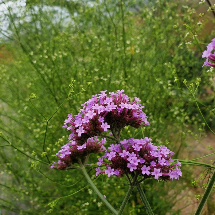 Patagonisches\u0020Eisenkraut\u0020\u0028Verbena\u0020bonariensis\u0029\u0020Violet\u0020Blue