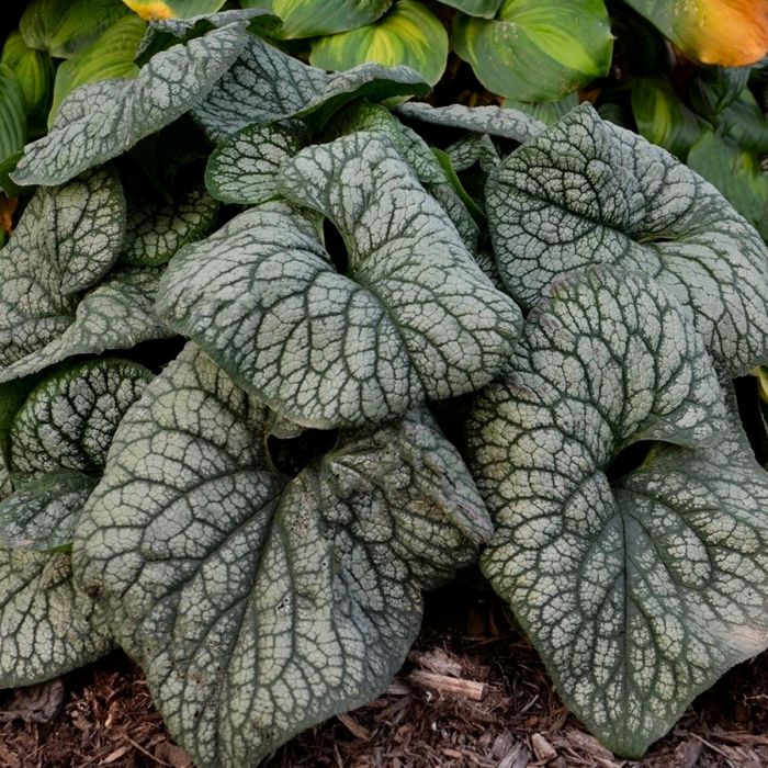 Silbriges\u0020Kaukasusvergissmeinnicht\u0020\u0028Brunnera\u0020macrophylla\u0029\u0020Jack\u0020of\u0020Diamonds