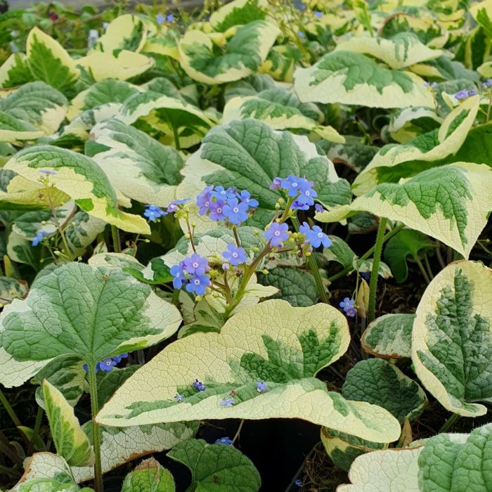 Wei\u00DFbuntes\u0020Kaukasusvergissmeinnicht\u0020\u0028Brunnera\u0020macrophylla\u0029\u0020Variegata