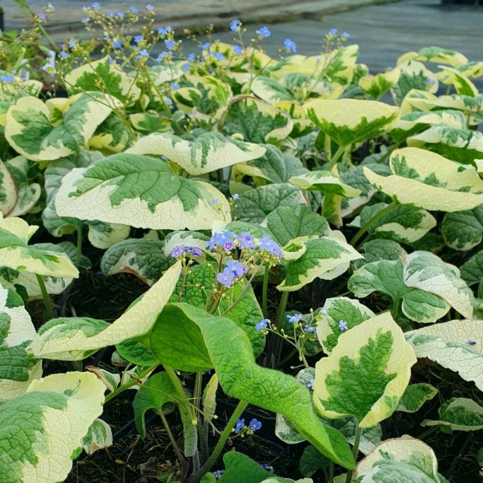 Wei\u00DFbuntes\u0020Kaukasusvergissmeinnicht\u0020\u0028Brunnera\u0020macrophylla\u0029\u0020Variegata