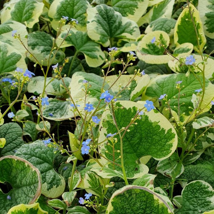 Wei\u00DFbuntes\u0020Kaukasusvergissmeinnicht\u0020\u0028Brunnera\u0020macrophylla\u0029\u0020Variegata