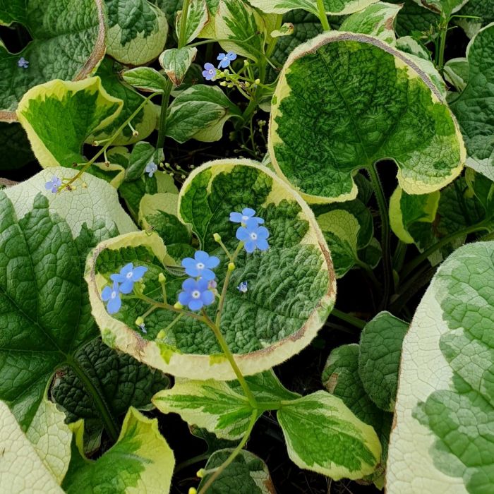 Wei\u00DFbuntes\u0020Kaukasusvergissmeinnicht\u0020\u0028Brunnera\u0020macrophylla\u0029\u0020Variegata