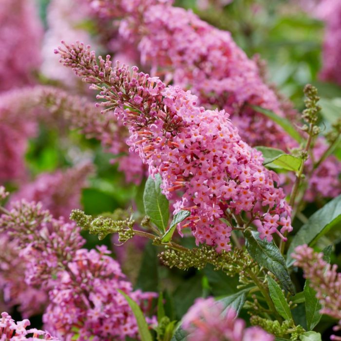 Zwerg\u002DSchmetterlingsflieder\u0020\u0028Buddleja\u0020davidii\u0029\u0020BUTTERFLY\u0020CANDY\u0020Little\u0020Pink