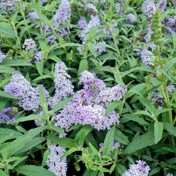 Zwerg\u002DSchmetterlingsflieder\u0020\u0028Buddleja\u0020davidii\u0029\u0020BUZZ\u0020Improved\u0020Sky\u0020Blue