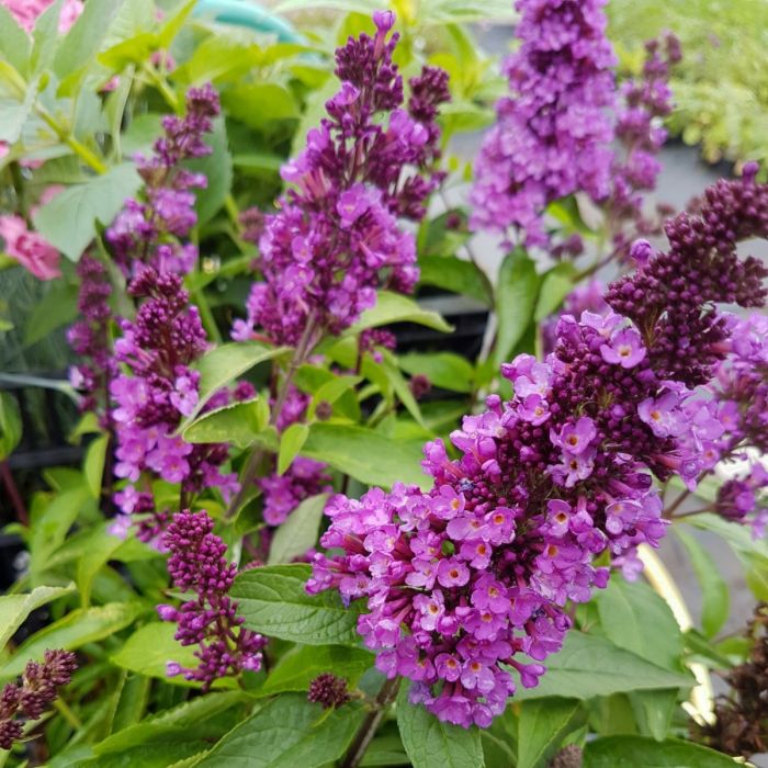 Zwerg\u002DSchmetterlingsflieder\u0020\u0028Buddleja\u0020davidii\u0029\u0020FREE\u0020PETITE\u0020Tutti\u0020Frutti