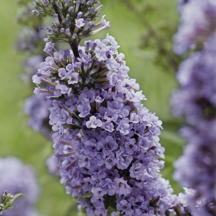 Zwerg\u002DSchmetterlingsflieder\u0020\u0028Buddleja\u0020davidii\u0029\u0020High\u0020Five\u0020Purple