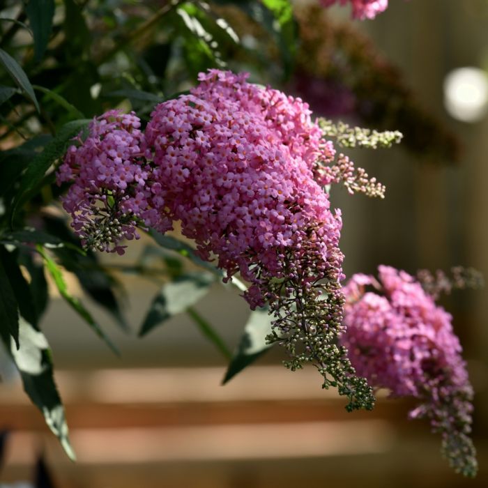 Zwerg\u002DSchmetterlingsflieder\u0020\u0028Buddleja\u0020davidii\u0029\u0020Pink\u0020Cascade