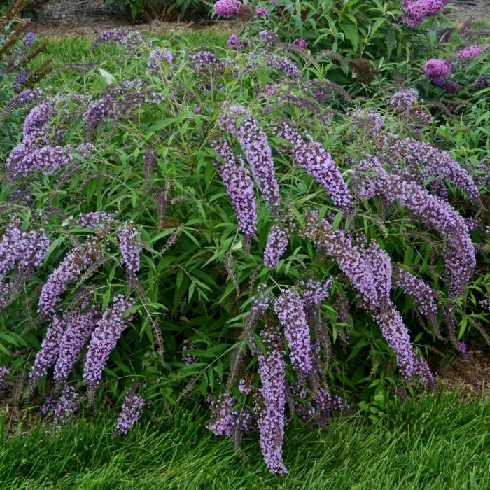 Zwerg\u002DSchmetterlingsflieder\u0020\u0028Buddleja\u0020davidii\u0029\u0020Wisteria\u0020Lane