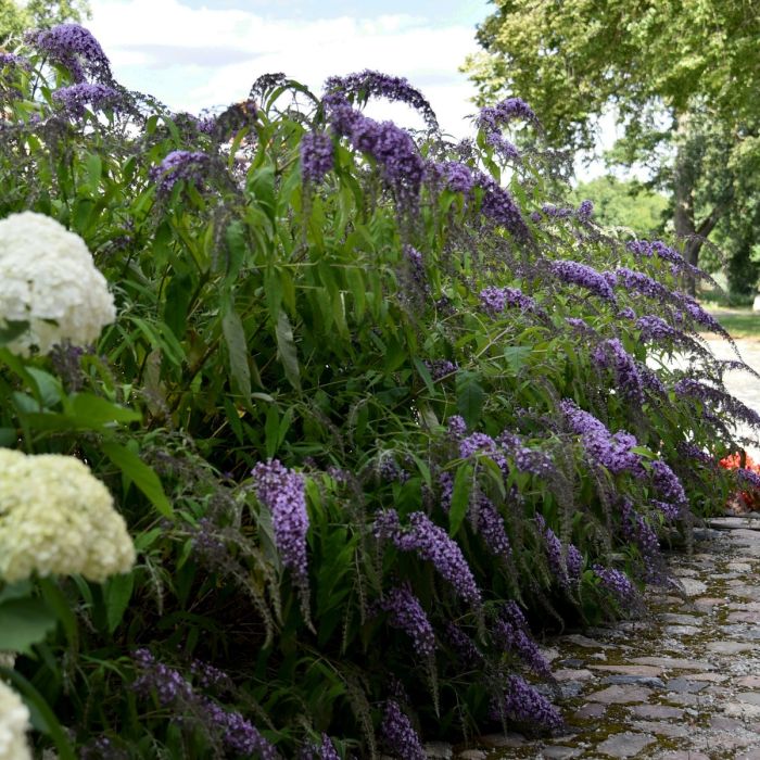 Zwerg\u002DSchmetterlingsflieder\u0020\u0028Buddleja\u0020davidii\u0029\u0020Wisteria\u0020Lane