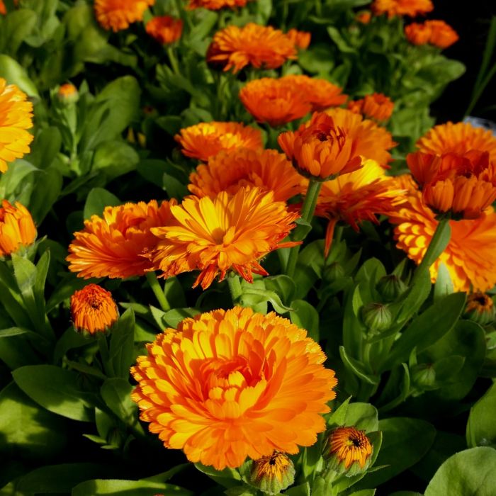 Ringelblume\u0020\u0028Calendula\u0029\u0020Powerdaisy\u0020Tango