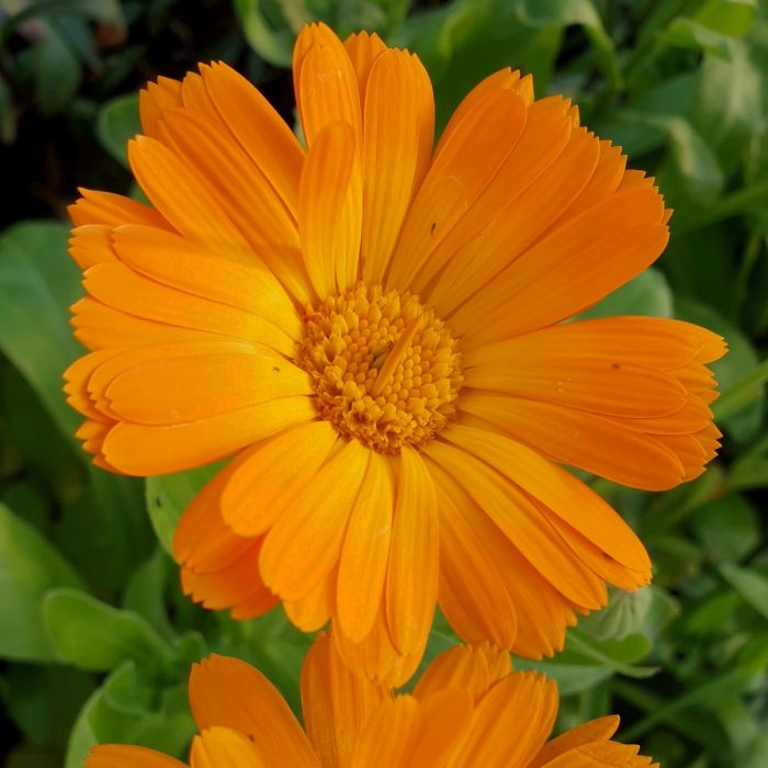 Ringelblume\u0020\u0028Calendula\u0029\u0020Powerdaisy\u0020Tango