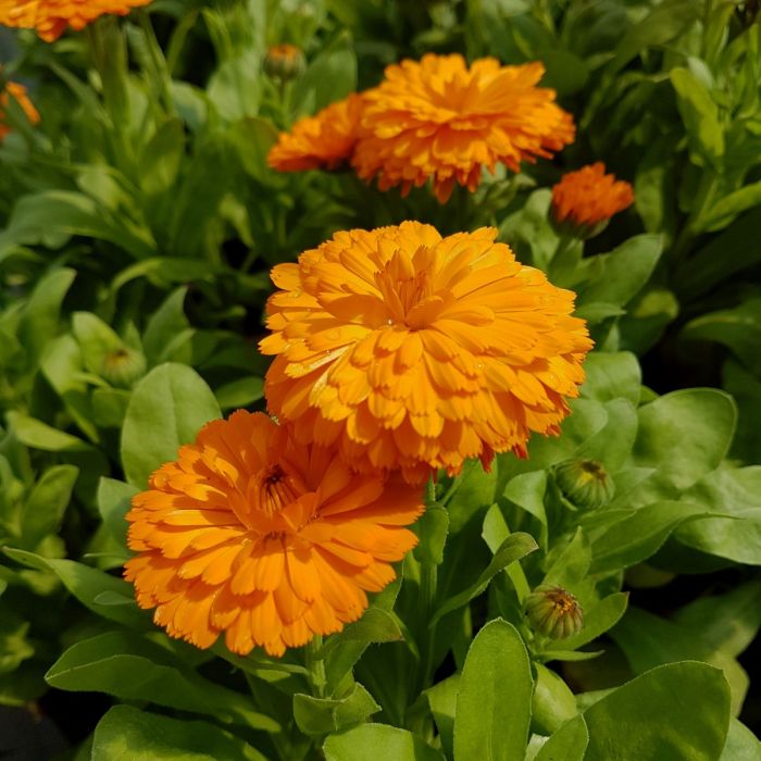 Ringelblume\u0020\u0028Calendula\u0029\u0020Powerdaisy\u0020Tango