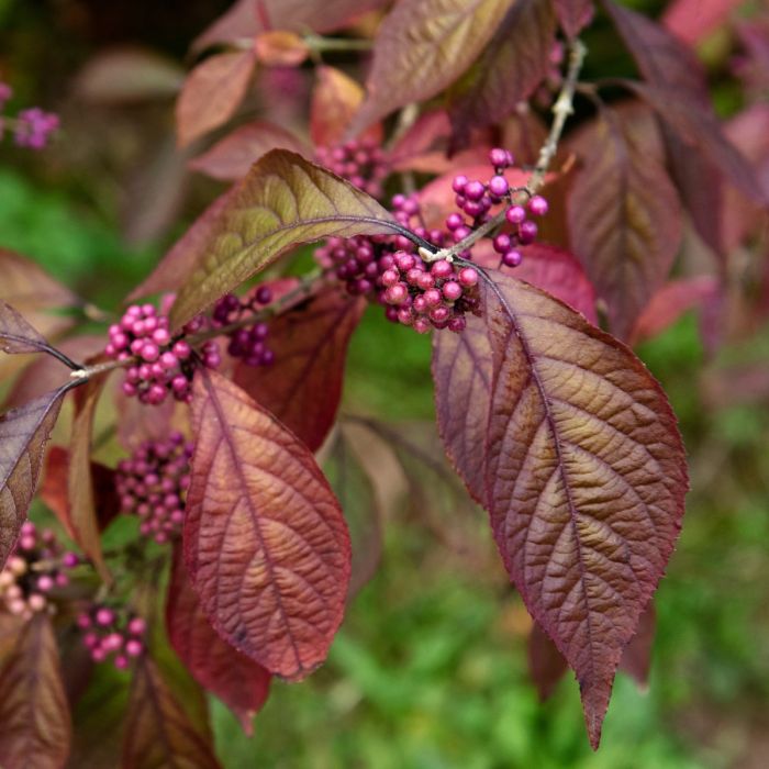Liebesperlenstrauch Schönfrucht  (Callicarpa bodinieri) Profusion