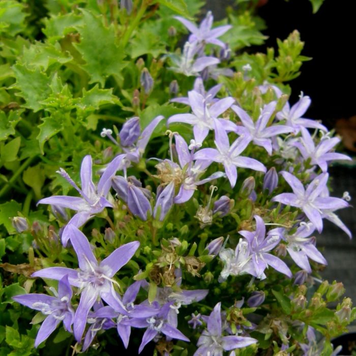 Sternpolsterglockenblume\u0020\u0028Campanula\u0020garganica\u0029