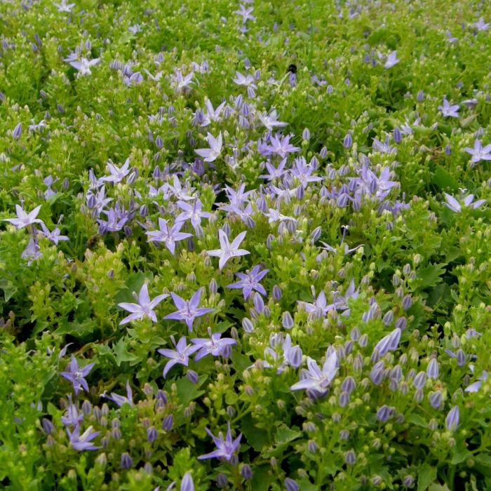 Sternpolsterglockenblume\u0020\u0028Campanula\u0020garganica\u0029