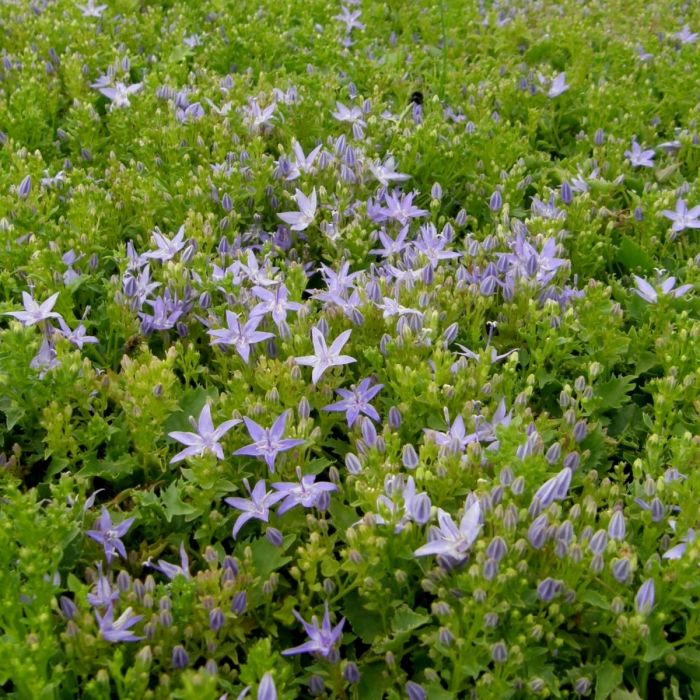 Sternpolsterglockenblume\u0020\u0028Campanula\u0020garganica\u0029