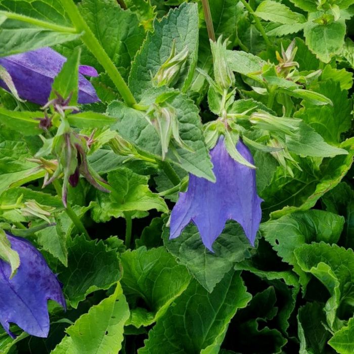 Gro\u00DFbl\u00FCtige\u0020Glockenblume\u0020\u0028Campanula\u0029\u0020COUNTRY\u0020BELLS\u0020Dark\u0020Blue